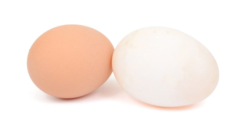 incubating-duck-eggs